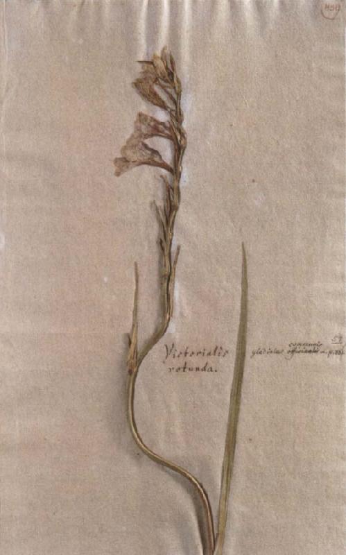 Johann Wolfgang von Goethe Herbarium sheet